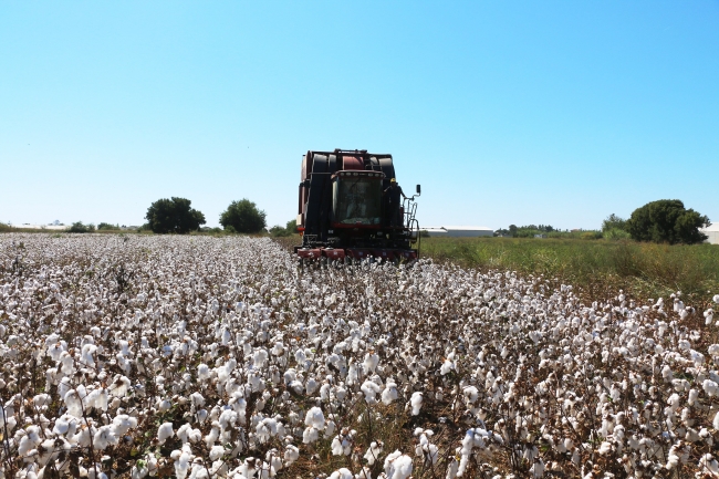 Antalyalılar 'beyaz altın' hasadına başladı